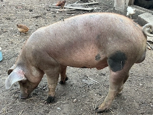 vierus duroc