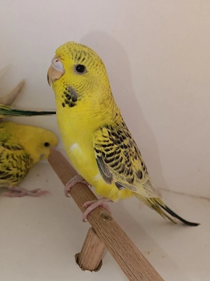 Papagali, peruși, agapornis,nimfe, turturelele diamant 