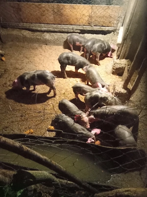 Vând purcele Pietrain cu Landrace 