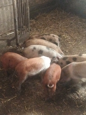 Purcei de 7  săptămâni 
