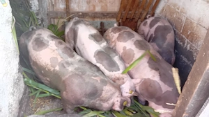 schimb 3  porci  pe o vitică  au 80 chile