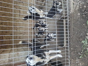Husky siberian puiuti - imagine 5