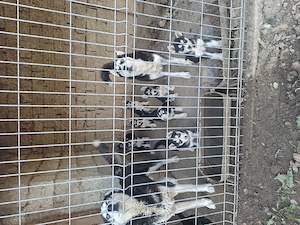 Husky siberian puiuti - imagine 4