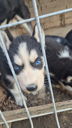 Husky siberian puiuti