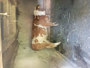 Vând vaca bălțată 