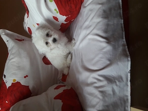 Bichon talie mică  - imagine 3