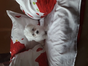 Bichon talie mică 