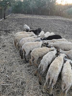 Vând miei grași 