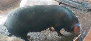 porci de vânzare  de la 80kg la 200kg