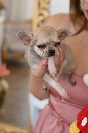 Vând pui chihuahua deosebiti! - imagine 5