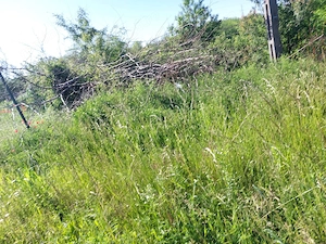Teren vânzare Filiași, 2810 mp, 15.000 euro, strada 24 Ianuarie - imagine 2
