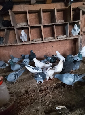 vând porumbei voiajori de zbor l-a schimb pe pitici de rasă s-au piticii încălțate moțate  - imagine 2
