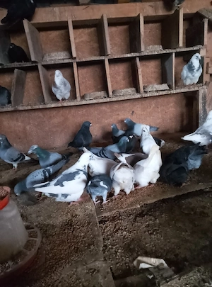 vând porumbei voiajori de zbor l-a schimb pe pitici de rasă s-au piticii încălțate moțate 