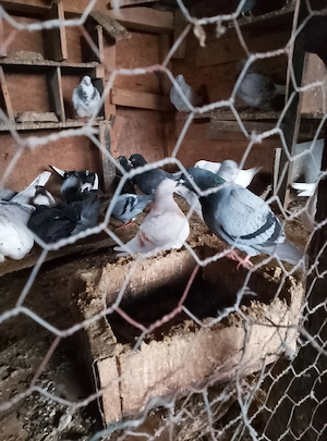 vând porumbei voiajori de zbor l-a schimb pe pitici de rasă s-au piticii încălțate moțate  - imagine 3