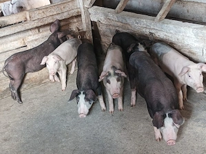 Șoldanei 12 săptămâni 