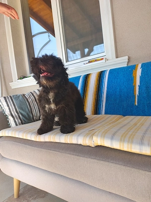 Vand catel maltipoo - imagine 2