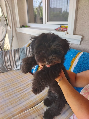 Vand catel maltipoo - imagine 3