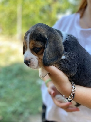 Vând cățeluș Beagle - imagine 2