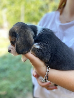 Vând cățeluș Beagle - imagine 3
