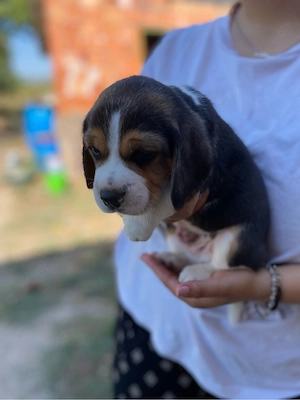 Vând cățeluș Beagle - imagine 4