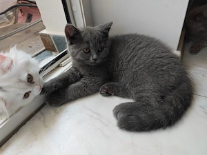 Pisicuțe British shorthair  - imagine 2