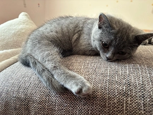 Cautam casuta pentru 2 pisicute British Shorthair