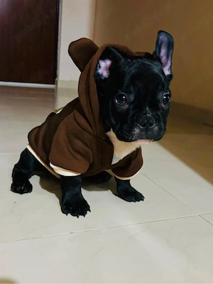 Bulldog Francez Mascul - imagine 4