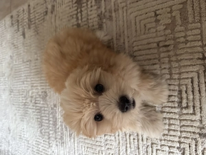 4 căței Bichon Havanez de vanzare