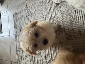 4 căței Bichon Havanez de vanzare - imagine 2