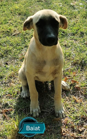 Adopție cățeluși  - imagine 2