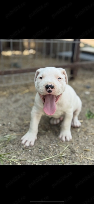Pui dog argentinian cu pedigree - imagine 2