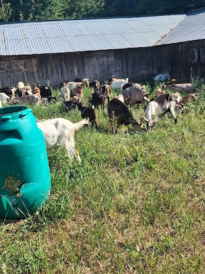 vând capre la preț negociabil 