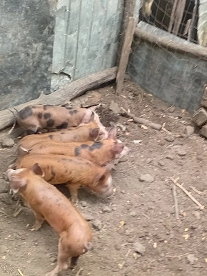 De vânzare 