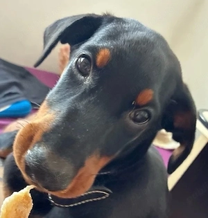 GRATUIT- Pui Dobermann mascul, de rasa pura - imagine 2