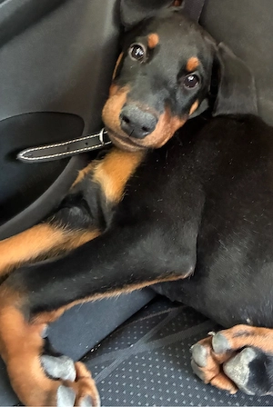 GRATUIT- Pui Dobermann mascul, de rasa pura - imagine 3