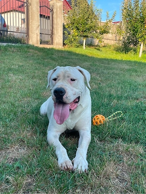 De vanzare dogo argentino - imagine 3