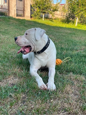 De vanzare dogo argentino - imagine 2