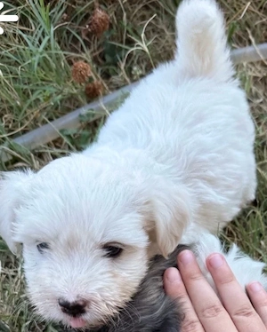 Bichon Maltez Mini Toy - imagine 2