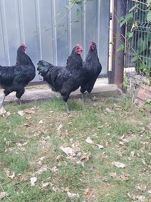  Cocoși australorp de 5luni - imagine 5