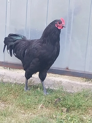  Cocoși australorp de 5luni - imagine 3