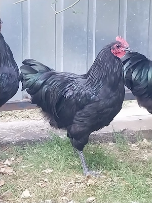  Cocoși australorp de 5luni - imagine 4