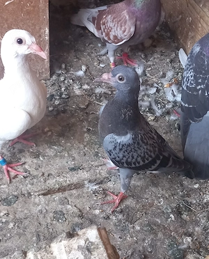 Vând porumbei voiajori, tineri și maturi