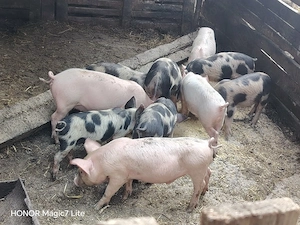 Disponibili de 7 săptămâni  - imagine 3