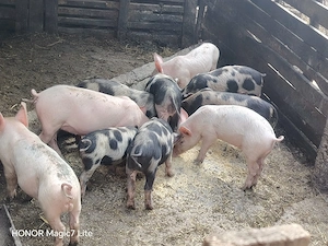Disponibili de 7 săptămâni  - imagine 2