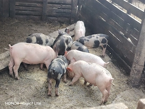Disponibili de 7 săptămâni 