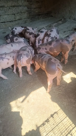 Vând porci rasa pura belgian petran