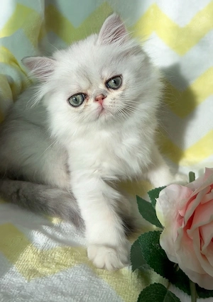 pisica persana chinchilla cu pedigree - imagine 5