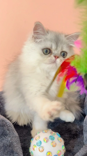 pisica persana chinchilla cu pedigree - imagine 4