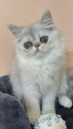 pisica persana chinchilla cu pedigree - imagine 2