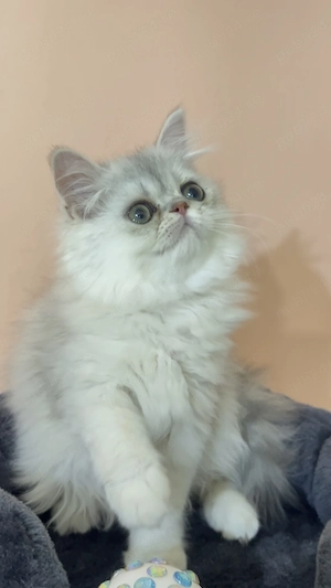 pisica persana chinchilla cu pedigree - imagine 3
